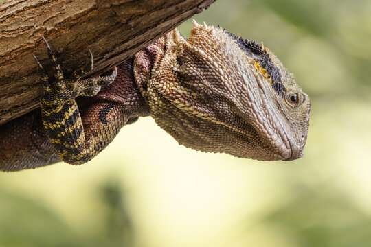 An Eastern water dragon sunning itself on a branch looks around watchfully, displaying its red chest breeding colors against a blurred green background on the Gold Coast in Queensland, Australia.