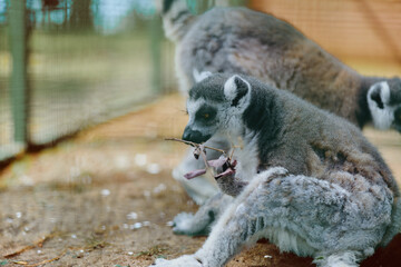 Obraz premium Lemur primate animal in zoo setting, baby lemur sitting on ground with striped tail, soft fur and curious face, group of mammals resting in enclosure during daytime.