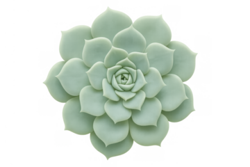 Green echeveria succulent plant showing its symmetrical rosette shape, top view, transparent background for easy use