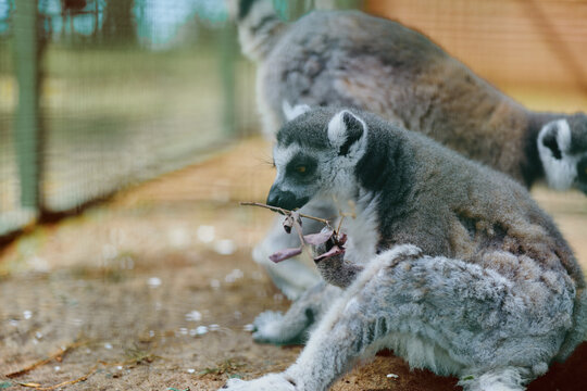 Lemur primate animal in zoo setting, baby lemur sitting on ground with striped tail, soft fur and curious face, group of mammals resting in enclosure during daytime.
