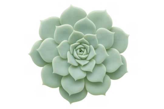 Green echeveria succulent plant showing its symmetrical rosette shape, top view, transparent background for easy use