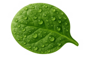 Fresh green spinach leaf with water drops, symbolizing health, freshness, and organic food, on transparent background