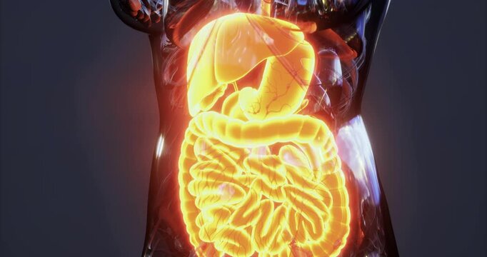 The illustration showcases the intricate structure of the human digestive system, highlighting key organs and their functions in a visually engaging manner.