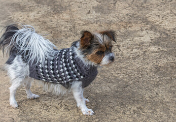 Cute Little Dog in a Sweater 001