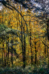 Fototapeta premium 2025 11 02 Forested Area at Bridal Veil State Scenic Viewpoint in Oregon
