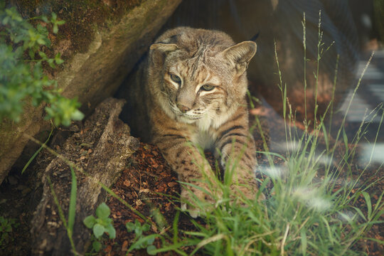 Calm Bobcat Grass Rocks Natural Habitat Nature Wildlife Outdoor Lifestyle - Powered by Adobe