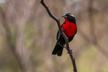 White-browed meadowlark 