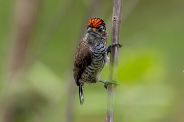 White-barred piculet 