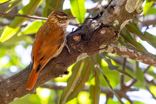 Xenops rutilans on a branch