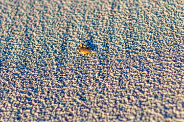Extreme Close-up of Textured Beach Sand with a Single Yellow Autumn Leaf