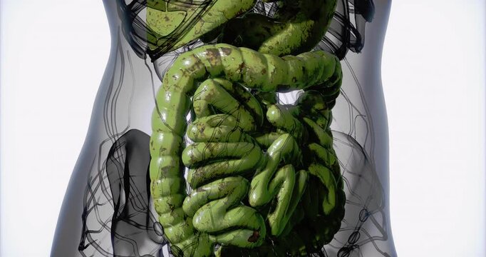 The illustration showcases a transparent human body revealing the intricate details of the digestive system, including the intestines and stomach, with a focus on their structure and arrangement.