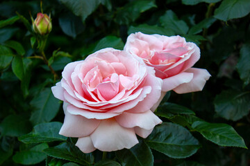 Close-up two Pink Roses blooming against of blurred dark green leaves background. Valentine's Day background.