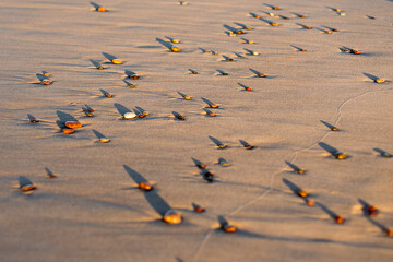 Small Golden Pebbles and Long Shadows on Textured Sandy Beach at Sunset