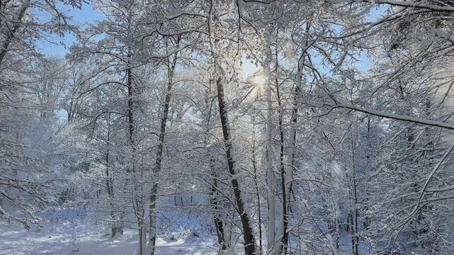 A serene winter landscape features snowcovered trees with soft sunlight filtering through the branches