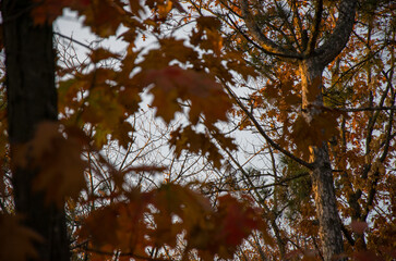 Fototapeta premium Autumn Leaves and Trunks Framed Against the Sky in a Forest Canopy
