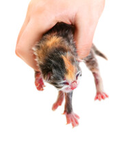 newborn kitten isolated on a white background. The hand holds the kitten.