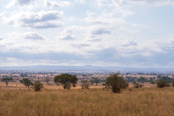 trees and grassy hills of savanna landscape at tarangire national park tanzania