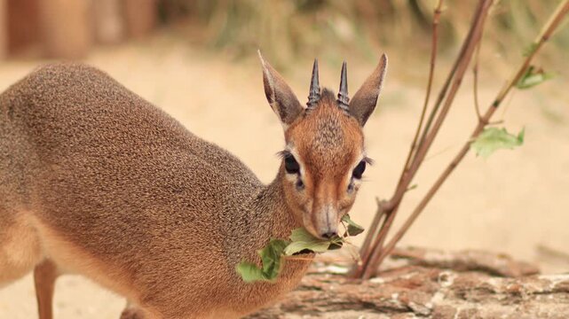 Small antelope dik dik grazing on leaves, showcasing delicate features and natural habitat, with a gradual zoom in capturing the serene moment of wildlife interaction