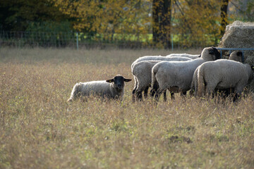 Obraz premium Sheep grazing in a sunny field near autumn trees, enjoying hay during a calm afternoon