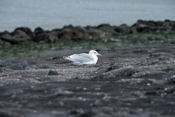 Seagull resting on rocky shoreline near the ocean during calm weather in the early morning light