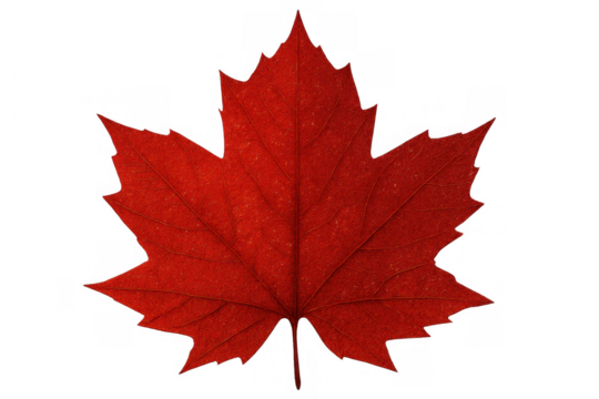 Red maple leaf, symbol of canada, isolated on transparent background, representing autumn season - Powered by Adobe