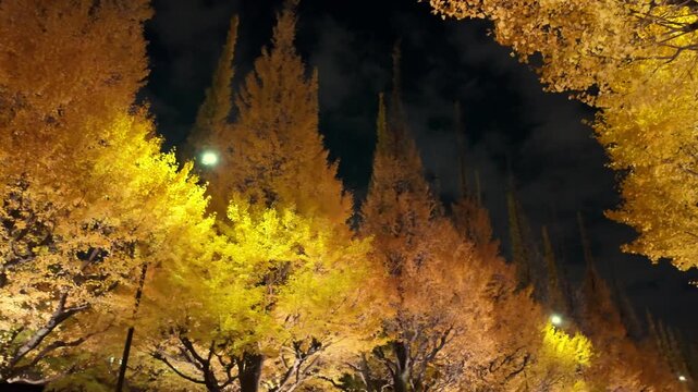 銀杏並木 Images – Browse 4,149 Stock Photos, Vectors, and Video