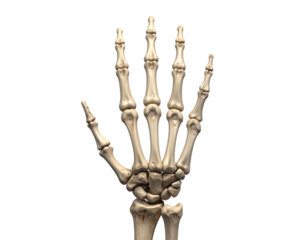  Realistic Human Hand Skeleton with Detailed Bones – Halloween Anatomy PNG