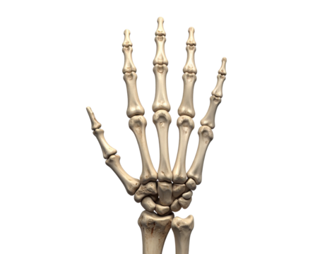  Realistic Human Hand Skeleton with Detailed Bones – Halloween Anatomy PNG
