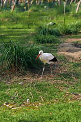 Stork bird walking on grass with long white plumage and orange beak, wading along wetland edge in a peaceful nature portrait showing legs, feathers and outdoor habitat.