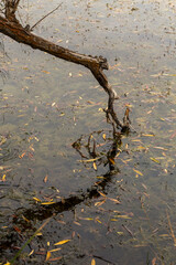 Branch dipping into autumn lake