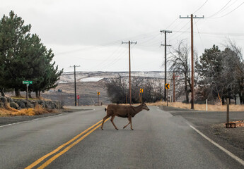 Dear crossing road in rural United States
