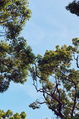 Trees canopy sky leaves branches nature green sunlight in a tranquil outdoor forest scene, blue sky background with foliage and daylight filtering through treetops for peaceful nature view