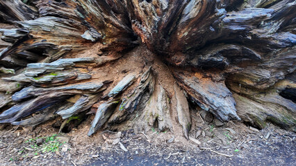 The Caleveras Big Tree State Park in California with giant Giant Sequoia Trees that have fallen show their shallow root systems