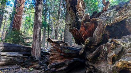The Caleveras Big Tree State Park in California with giant Giant Sequoia Trees that have fallen show their shallow root systems
