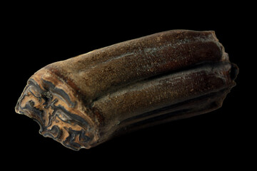 Fossil Molar Tooth of the Upper Jaw of a Wild Horse from the Ice Age from Bensheim in Germany  © Stanford Lone