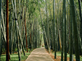 Fototapeta premium Bamboo forest path and walkway between tall trees in green nature trail, serene garden scenery with sunlight filtering through canopy for peaceful outdoor walking and meditation.
