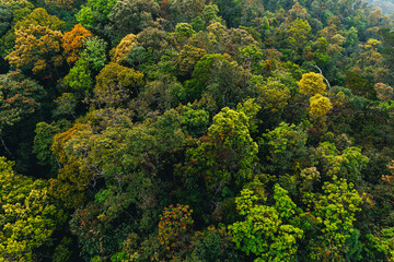 Aerial top view of green forest lush jungle in Vietnam