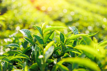 Closeup Green tea fresh leaves on plantations