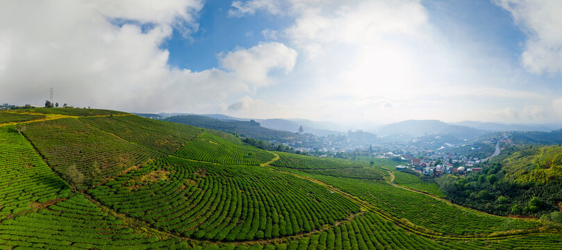 Aerial view Panoramic view of lush green tea plantation landscape in Da lat, Vietnam