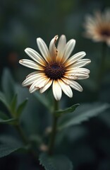 Obraz premium Close shot of fading white daisy flower with brown center. Wilting petals show age and fragility against dark green foliage background. Nature beauty at end of life cycle.