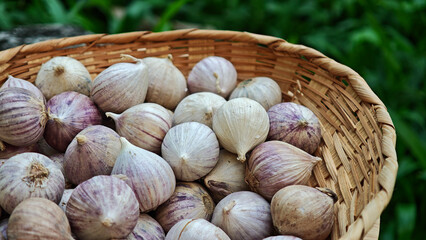 Garlic in a bamboo basket on a green background