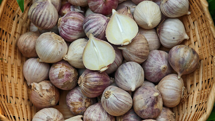 Solo Garlic herb in a basket