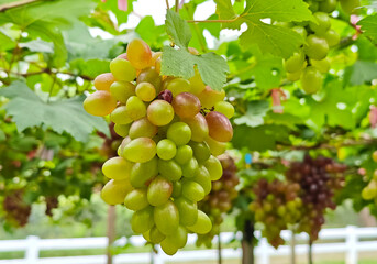 Fresh grapes on the vine in the garden
