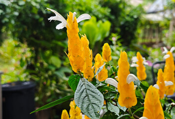 Yellow golden shrimp plant flowers green leaves