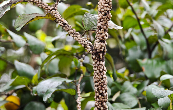 Scale insect and mealybugs are also aphids and are pests that attack almost all plants.