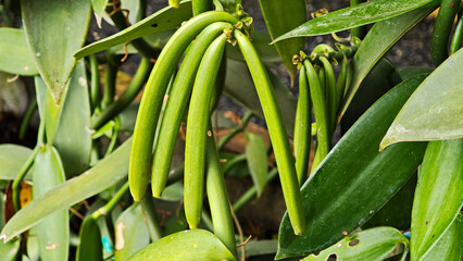 Fototapeta premium Unripe pods of Vanilla growing on a shrub in farm