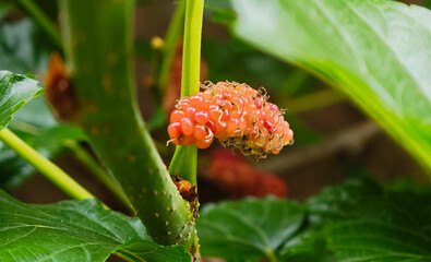 Mulberries hanging from trees in the garden