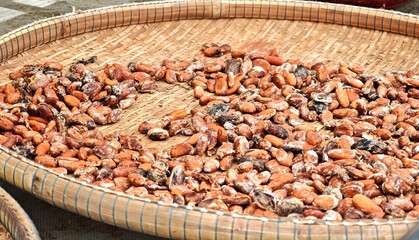 Cocoa with raw, preparation to make chocolate. Drying cocoa seeds