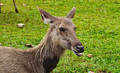 Wild sambar deer, wildlife in Khao Yai National Park Thailand