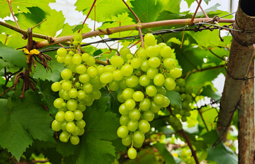 Close-up of green ripening grapes hanging on a branch in the garden. Green grapes on a vine